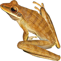 Basin Tree Frog